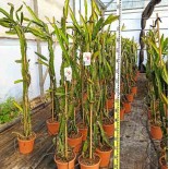 Pitaya : Hylocereus undatus(Pitaya ou fruit du dragon)