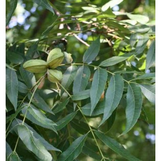 Carya illinoinensis (noix de noix de pécan, pacanier)