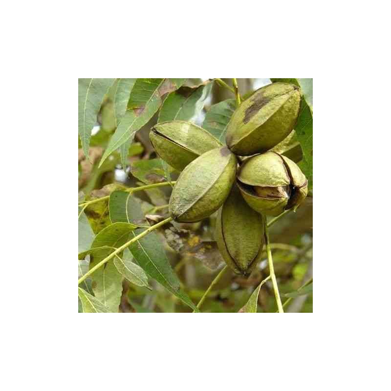 Carya illinoinensis (noix de Pecan, pacanier)
