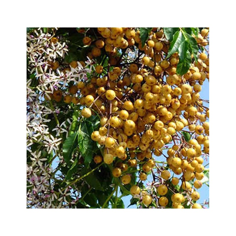 Melia azedarach (lilas de Perse (Melia azedarach (Lilas des Indes, margousier,faux Neem)