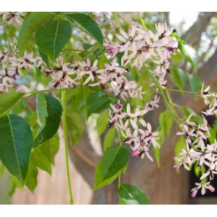 Melia azedarach (lilas de Perse (Melia azedarach (Lilas des Indes, margousier, faux Neem)