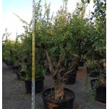 Punica granatum (Grenadier à fruits)