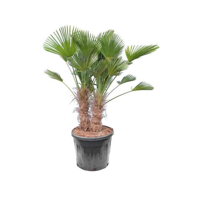 Trachycarpus wagnerianus (Palmier de chusan, Palmier moulin à vent) Specimen