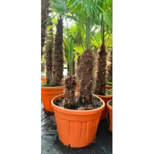 Trachycarpus fortunei (palmier chanvre, palmier moulin à vent) SPÉCIMEN