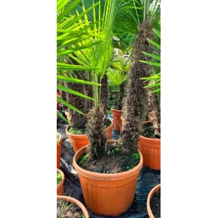 Trachycarpus fortunei (palmier chanvre, palmier moulin à vent) SPECIMEN