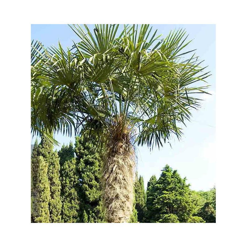 Trachycarpus fortunei (palmier chanvre, palmier moulin à vent) specimen 45l  multi troncs- total 140/160cm