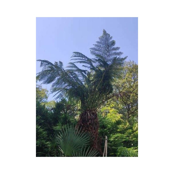 Dicksonia antartica (fougères arborescentes) tronc de225/250cm hauteur 3m/3.5m