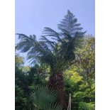 Dicksonia antartica (fougères arborescentes) tronc de225/250cm hauteur 3m/3.5m