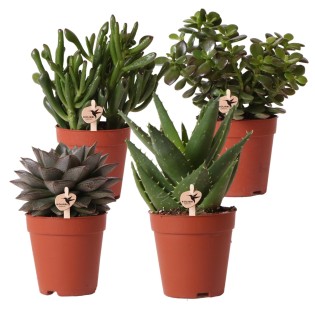 Kolibri Greens | Set Of 4 Succulents - Green Plants - Pot Size Ø9Cm