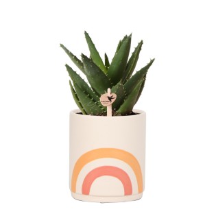 1/3 Pièces, Rotin Plastique Suspendu Plante Succulente Suspendu Orchidée Pot  De Fleur Grand Diamètre Clivia Pot Cuivre Pièce Herbe Vue Panier Suspendu,  Pots Créatifs, Super Beau Pot De Fleur, Intérieur Extérieur Décor