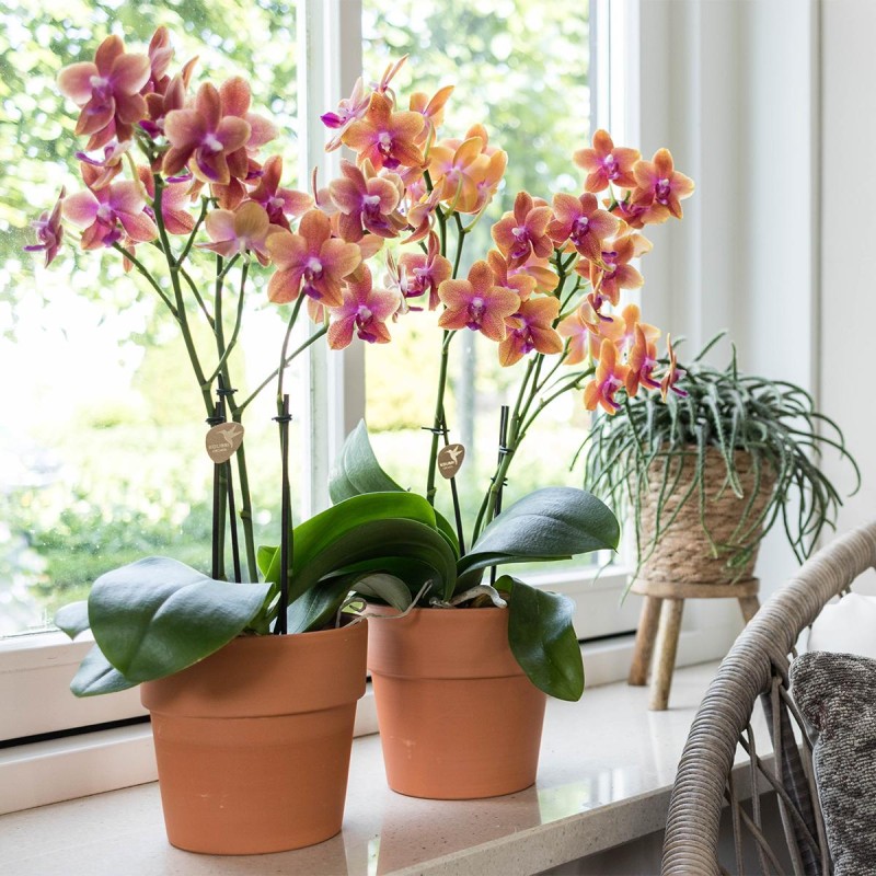 Orchidée Phalaenopsis Parfumée À L'Orange Dans Un Pot Scandic De Couleur  Terre Cuite - Taille Du Pot Ø12Cm