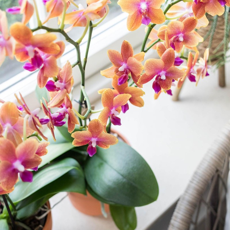 Phalaenopsis avec cache-pot Ø 6 cm : Orchidées AUTRES PRODUCTEURS maison -  botanic®