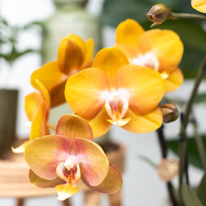 Set de plante et pot, Orchidée orange de Farmy chez vous
