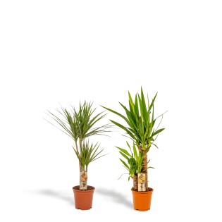 Vda Plant Dracaena ↨70Cm - Ø17Cm + Yucca ↨90Cm - Ø17Cm