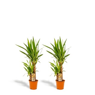 2X Yucca - ?90Cm - Ø17Cm