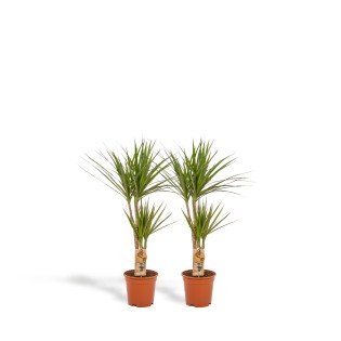 Vda Plant 2X Dracaena - ↨90Cm - Ø17Cm