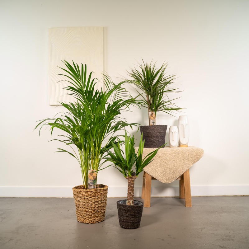 Ensemble de 3 palmiers d'intérieur, Dracaena Marginata, Yucca Elephantipes  et Areca, hauteur de 70-80 cm à la livraison