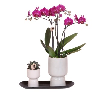 Kolibri Orchids  Kolibri Company - Set Of Purple Orchid And Succulent On Black Tray - Fresh From The Grower