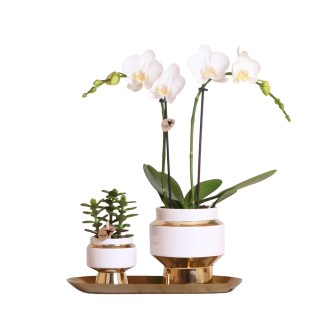 Kolibri Orchids  Kolibri Company - Set Of White Orchid And Succulent On Golden Tray