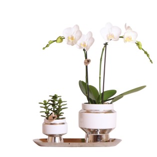 Ensemble d'orchidées blanches et succulentes sur plateau argenté ? Frais du producteur