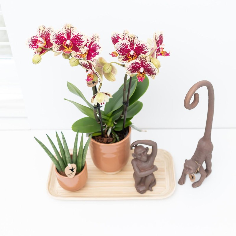 Terreau Spécial Orchidée  Boby la Plante – bobylaplante