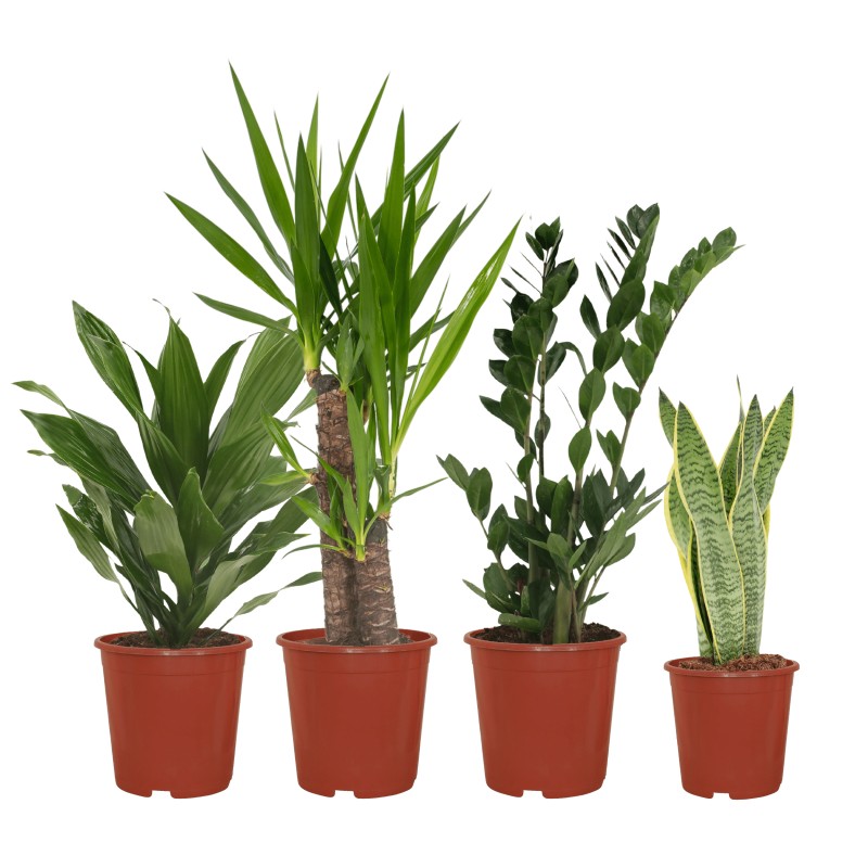 4 plantes d'intérieur - Différentes hauteurs - Ø14-Ø17 Une variante Bac à  plantes Easy - 4 plantes d'intérieur - Différentes hauteurs - Ø14-Ø17