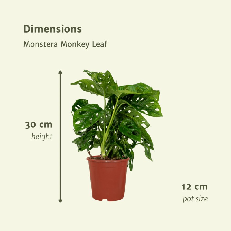 Achat Plante à trous - Monstera en ligne