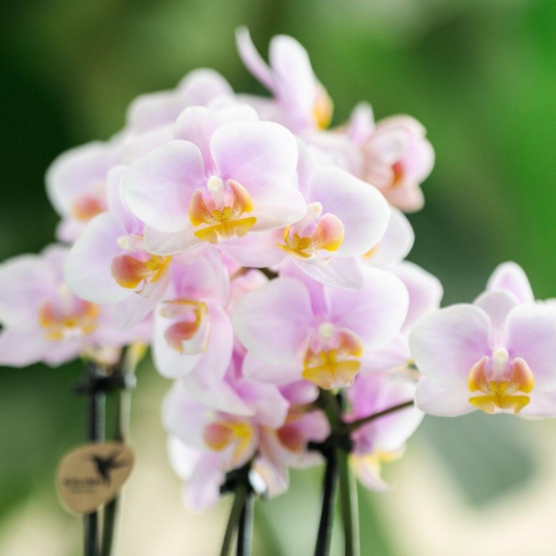 Kolibri Orchids, Orchidea bianca Phalaenopsis – Mineral Gibilterra –  Dimensione vaso Ø 9 cm