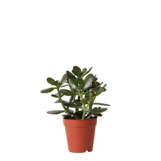 Kolibri Greens | Green Plant - Succulent Crassula Ovata -  Green Houseplant - Fresh From Grower