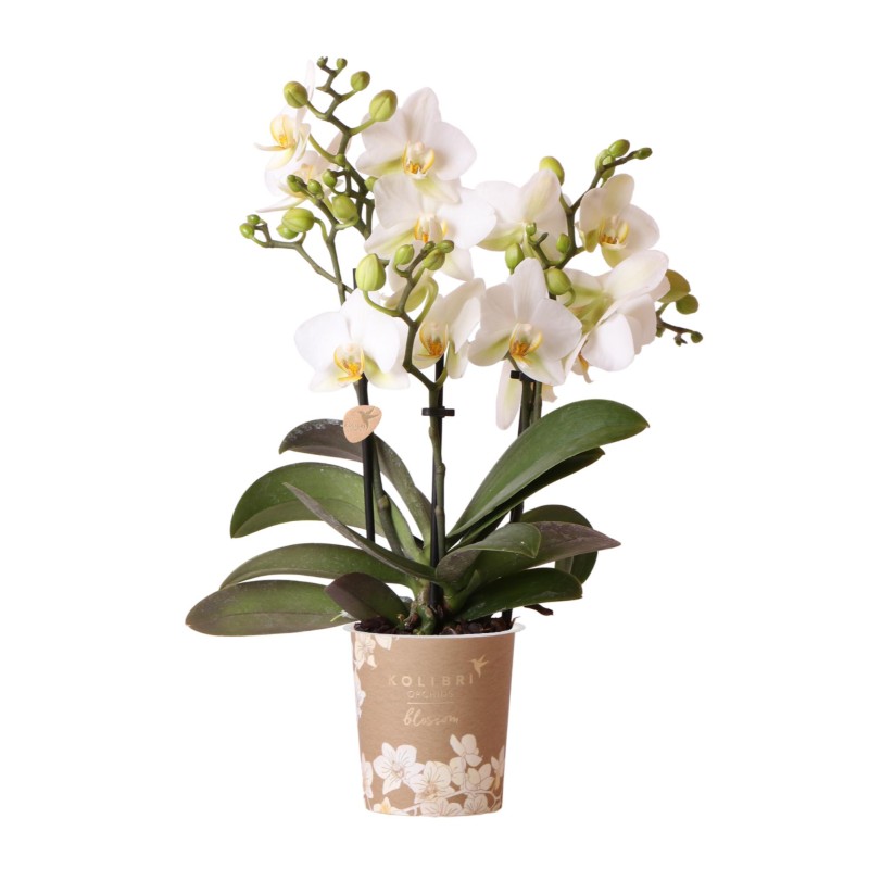 Orchidée Phalaenopsis Blanche - Lausanne - Taille du pot Ø9Cm