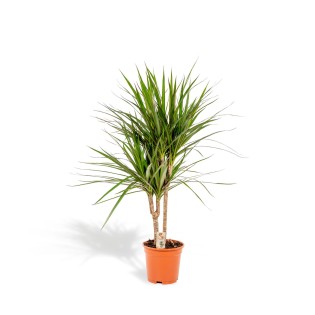Vda Plant Dracaena Marginata