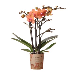 Orchidée Phalaenopsis Blanche - Gibraltar Minéral - Taille du Pot
