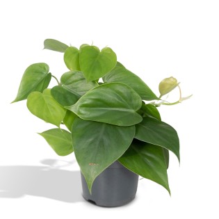 Meergroothandel Philodendron Scandens
