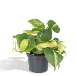 Meergroothandel Philodendron Scandens Brasil 