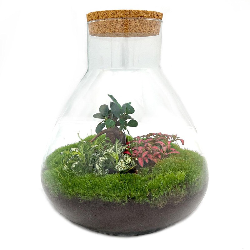 Terrarium DIY kit • 'Milky' • Écosystème avec plantes • ↑ 30 cm