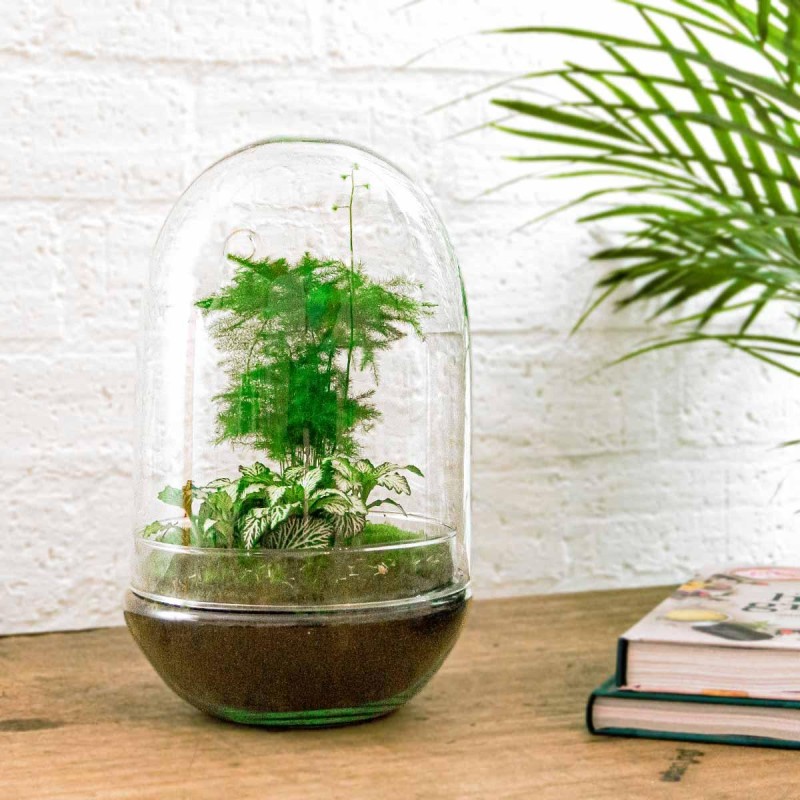 Terrarium en jarre avec asperge d'intérieur