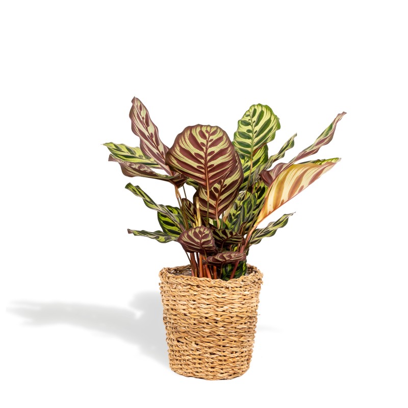 Plant terrarium package - Calathea Makoyana - 3 terrarium plants - Ref –  urbanjngl