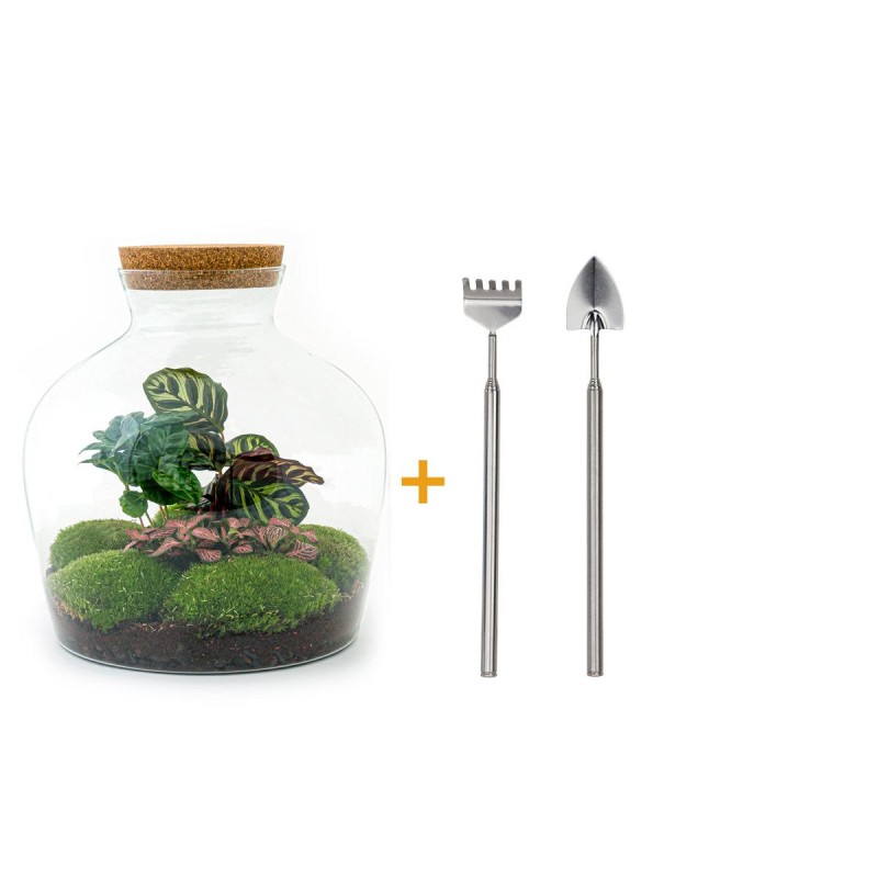 Terrarium DIY kit • 'Milky' • Écosystème avec plantes • ↑ 30 cm