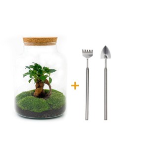 Urbanjngl Diy Terrarium - Milky With Bonsai - ? 30 Cm