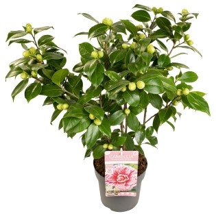 Son & Koot Camellia Jap. 'Bonomiana'