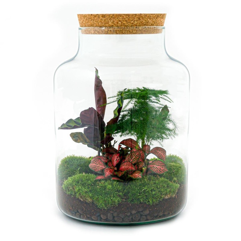 Terrarium DIY kit • 'Milky' • Écosystème avec plantes • ↑ 30 cm