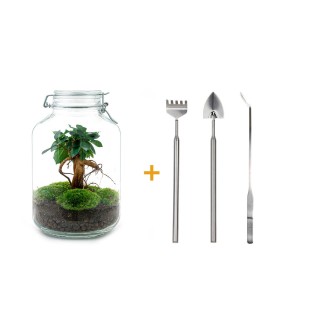 Urbanjngl Diy Terrarium - Ficus Ginseng Bonsai - ↑ 28 Cm