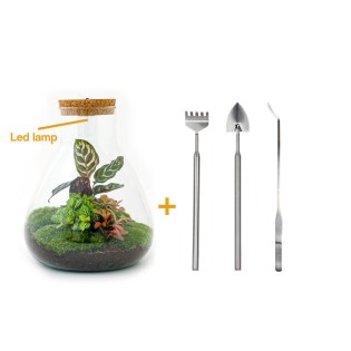 Urbanjngl Diy Terrarium - Sam Calathea Met Lamp - ↑ 30 Cm