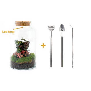 Urbanjngl Diy Terrarium - Milky Calathea Met Lamp - ↑ 31 Cm