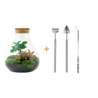 Urbanjngl Diy Terrarium - Sammie Coffea - ? 26 Cm
