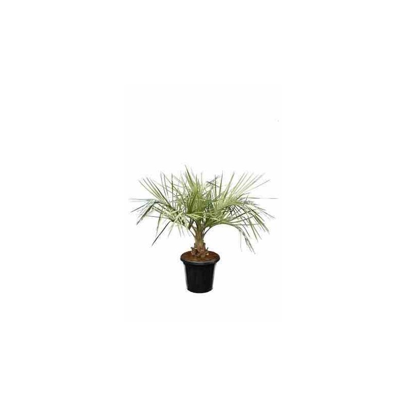 Butia capitata (Palmier à vin ou gelée)