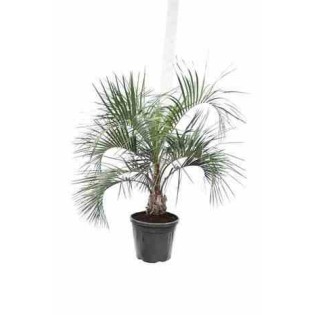 Butia capitata (Palmier à vin ou gelée)