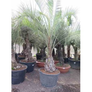 Butia capitata (Palmier à vin ou gelée)