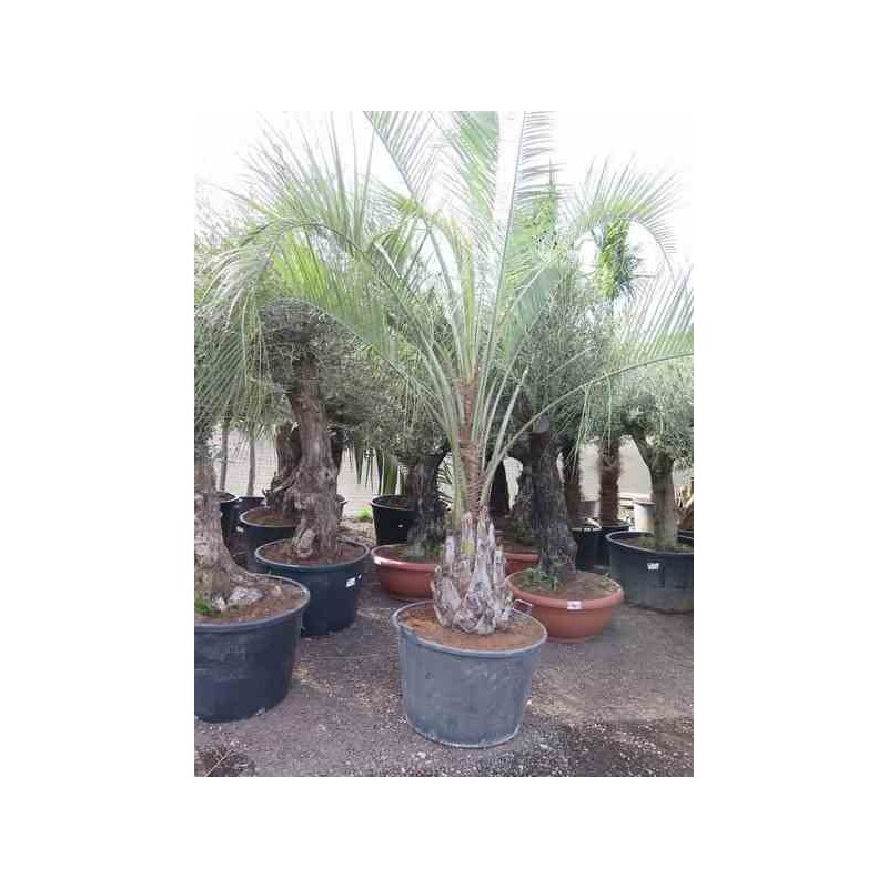 Butia capitata (Palmier à vin ou gelée)