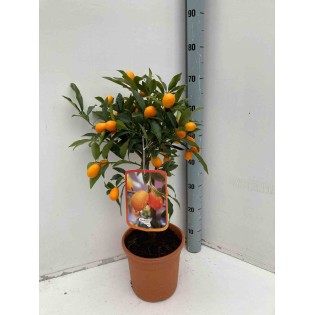 citrus kumquat Fortunella margarita